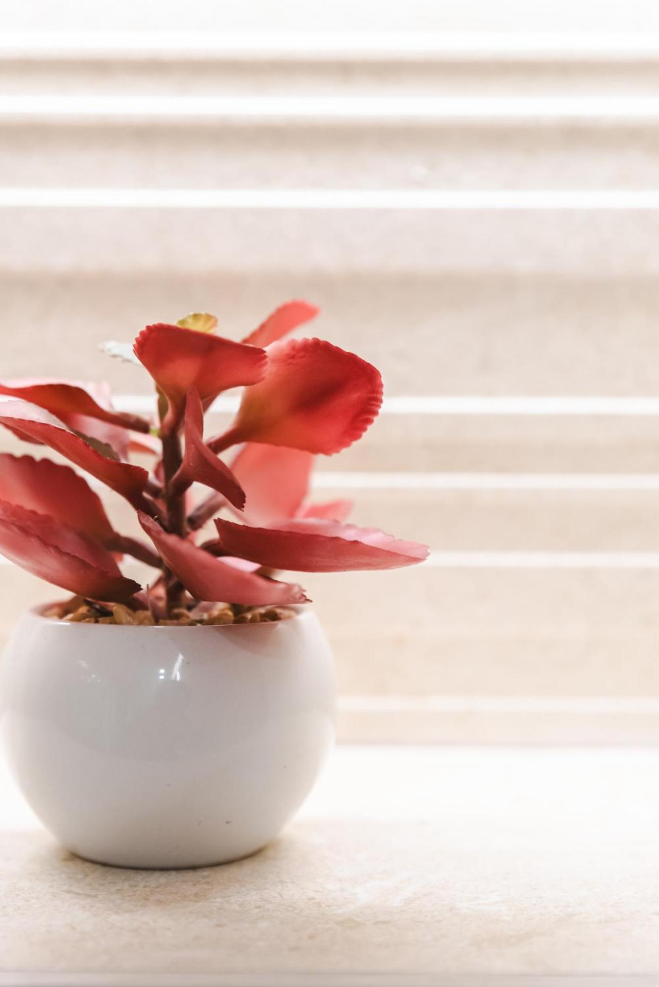 Borne Suites Ti By Mallorcasuites ميورقة المظهر الخارجي الصورة